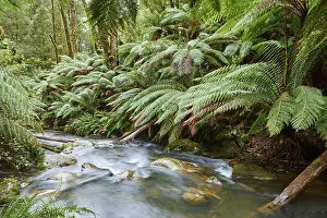 Brook through the rainforest, Great Otway National Park