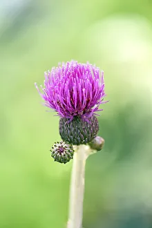 Brook thistle (Cirsium rivulare)