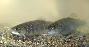 Brook trout (Salvelinus fontinalis) and rainbow trout (Oncorhynchus mykiss)