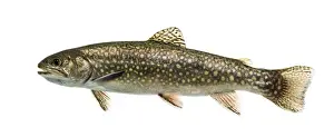Brook trout swimming, isolated on white
