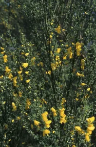 Broom broom (Cytisus scoparius)