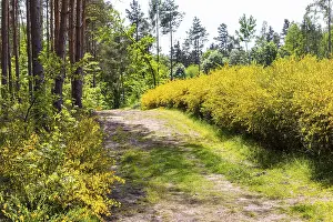 Broom broom (Cytisus scoparius) in bloom in a clearing in the forest