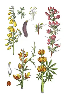 Broom broom, Cytisus scoparius (top left)