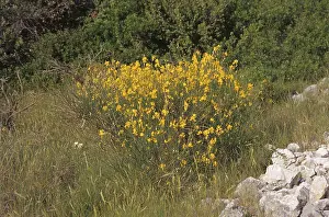 Broom broom (Spartium junceum)