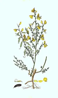 Broom, Cytisus scoparius, more precisely common broom
