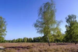 Broom heather blossom, Nemitzer Heide