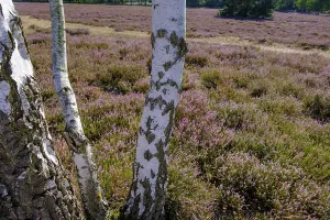 Broom heather blossom, Nemitzer Heide