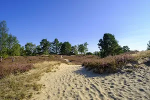 Broom heather blossom, Nemitzer Heide