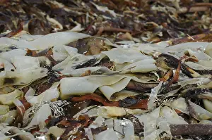 Brown algae (Phaeophyta)