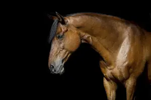 Brown Andalusian gelding in portrait in front of black background