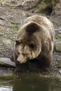 brown bear