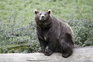 brown bear