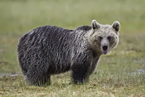 Brown bear, animals, mammal, (Ursus arctos)