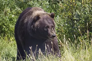 Brown bear, grizzly, at the Alaska Wildlife Conservation Center near Girdwood
