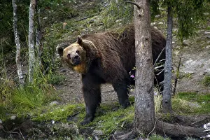 Brown bear leaning against tree surrounded by forest in Kuusamo