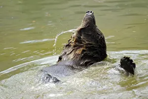 A brown bear moves dynamically in the water and splashes around