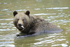 A brown bear sits in the water with a fish in its mouth