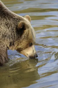 A brown bear stands in the water and observes its surroundings