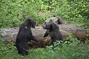 Brown bear (Ursus arctos)
