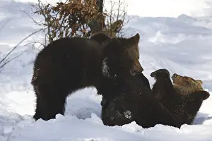 Brown bear (Ursus arctos)