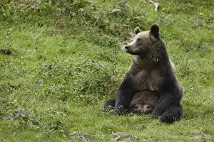 Brown bear (Ursus arctos)