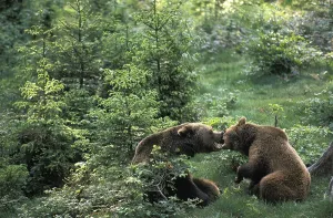 Brown Bear (ursus arctos)