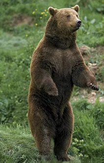 Brown Bear (ursus arctos), Adult standing on Hind Legs