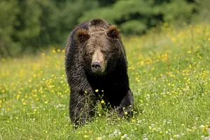 BROWN BEAR (ursus arctos), ADULT WALKING THROUGH MEADOW