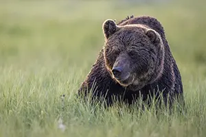 Brown bear (Ursus arctos), alpha bear