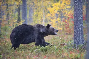 Brown bear (Ursus arctos), in boreal pine forest in autumn