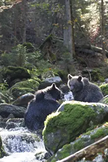 Brown bear, Ursus arctos, brown bear