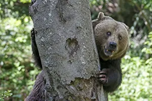 Brown bear (Ursus arctos), captive