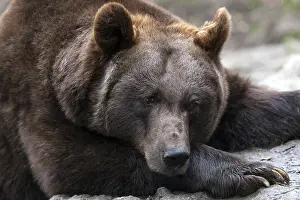 Brown bear (Ursus arctos), captive