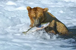 Brown bear [Ursus arctos) with a caught salmon underneath the waterfall
