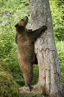 Brown Bear (Ursus arctos) climbing a tree