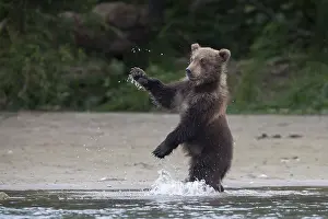 Brown bear (Ursus arctos), cub playing