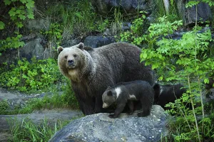 Brown Bear (Ursus arctos) with its cubs