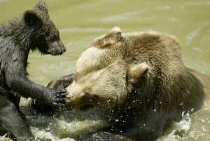 Brown bear (Ursus arctos) enclosure/zoo