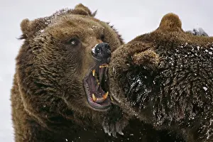 Brown bear (Ursus arctos) enclosure/zoo