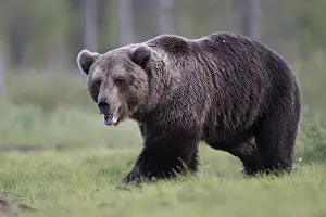 Brown bear (Ursus arctos) in the Finnish taiga