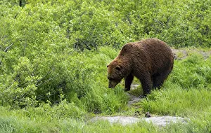 Brown bear (Ursus arctos) in the grass in spring