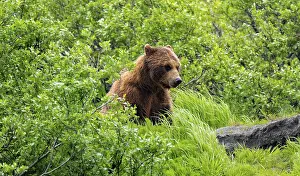 Brown bear (Ursus arctos) in the grass in spring