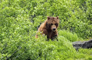 Brown bear (Ursus arctos) in the grass in spring