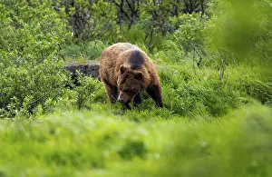 Brown bear (Ursus arctos) in the grass in spring