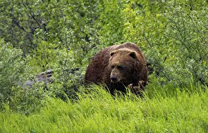 Brown bear (Ursus arctos) in the grass in spring