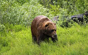 Brown bear (Ursus arctos) in the grass in spring