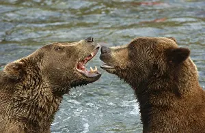 Brown Bear (Ursus arctos), two growling at each other in river