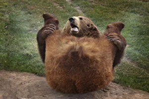 Brown Bear (Ursus arctos) laying on the ground