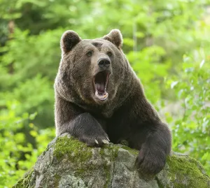 Brown bear (Ursus arctos) lying on a moss-covered rock and yawning