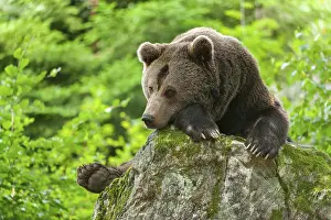Brown bear (Ursus arctos) lying on a rock covered with moss